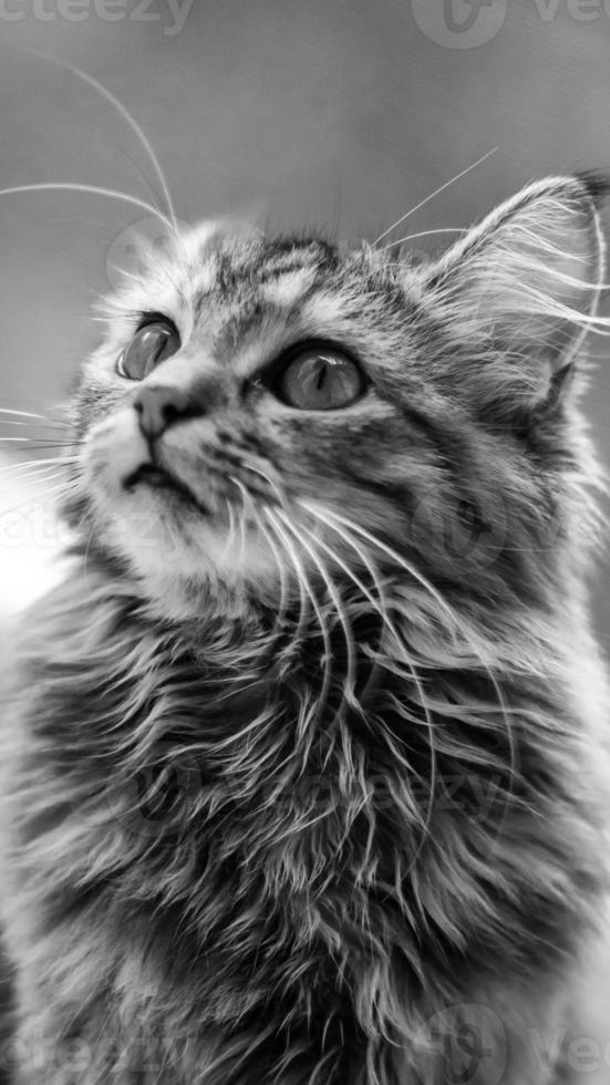 Nahaufnahmeporträt einer grau gestreiften Hauskatze. Bild für Tierkliniken, Websites über Katzen, für Katzenfutter. foto