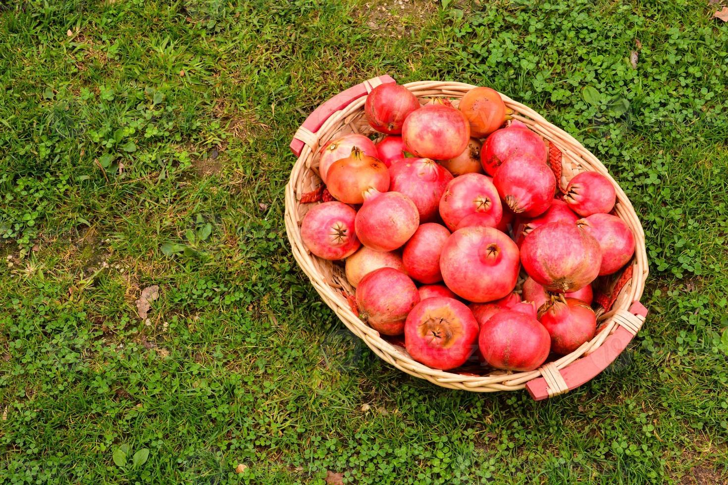 Granatapfel aus der Nähe foto