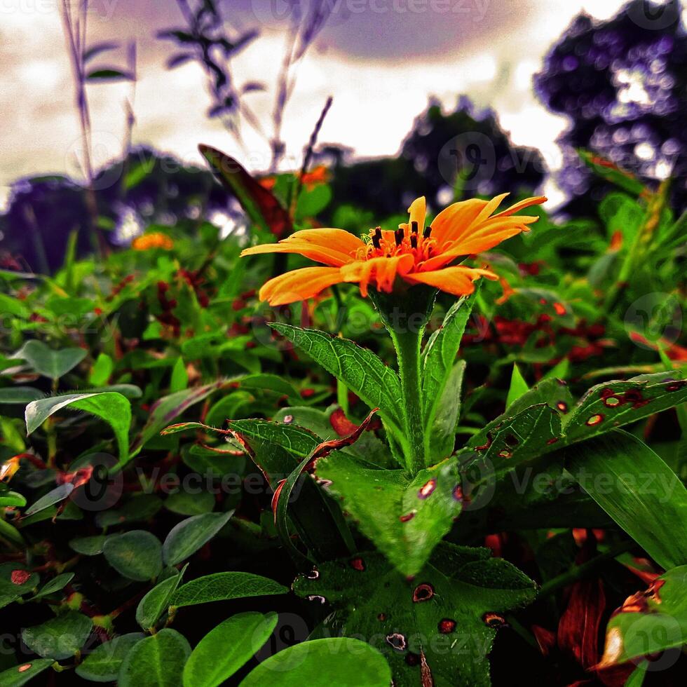 Blume Foto mit verschwommen Hintergrund