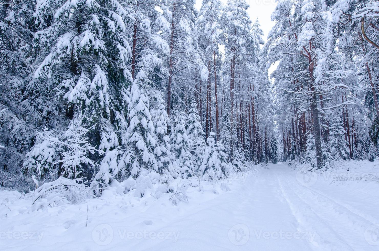 schneebedeckte Bäume im Winterwald foto