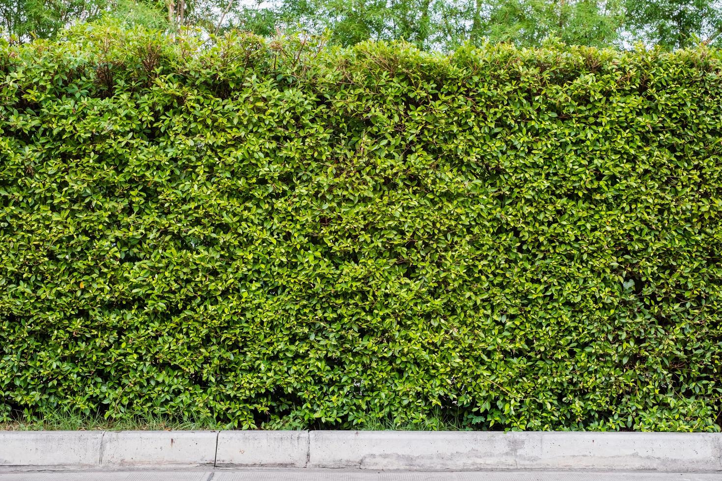 grüner Blätterwandhintergrund foto