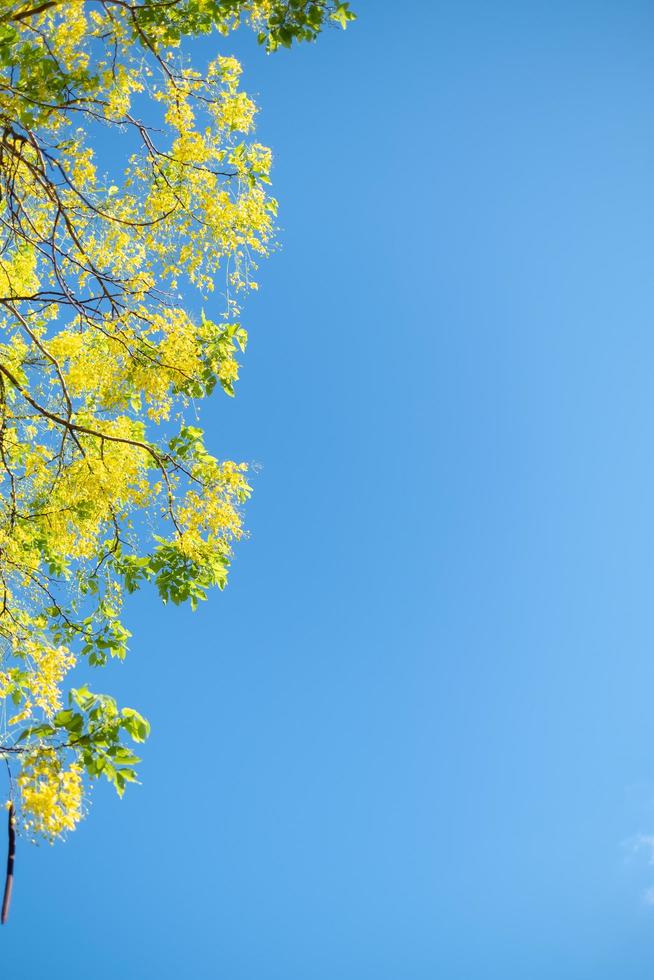 goldener Duschbaum, Kassienfistel-Nationalblume von Thailand mit einem blauen Himmelhintergrund foto