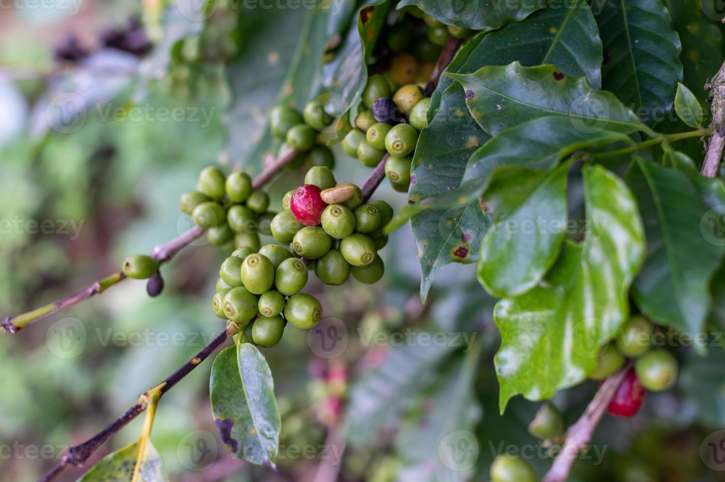 unreife Kaffeebohnen auf einem Baum foto