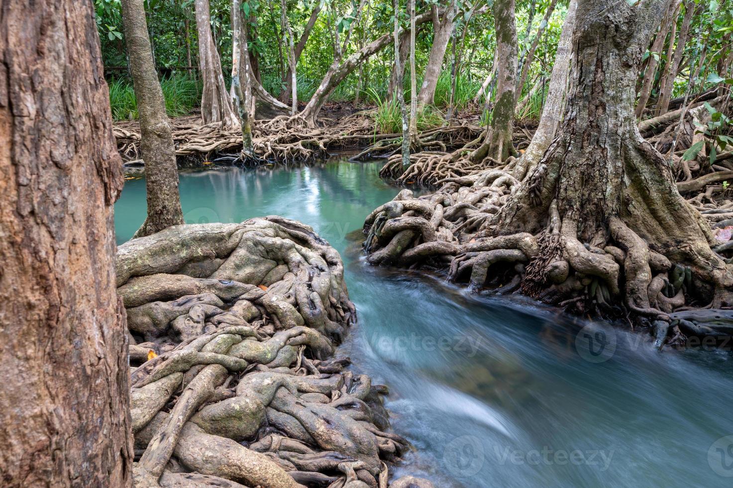 Wasserstrahl und schöne Wurzeln von Bäumen in Krabi, Thailand foto