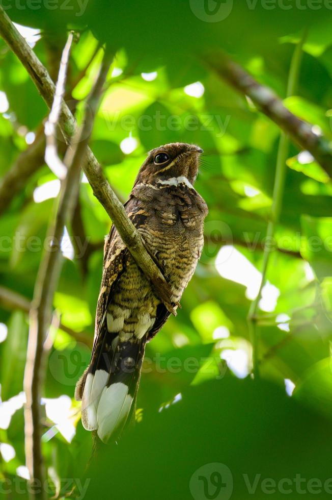 Nachtschwärmervogel auf Ast des Baumes im Wald foto