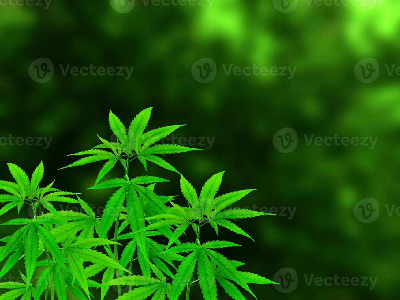 Marihuana Pflanze isoliert auf verschwommen Grün Hintergrund. foto