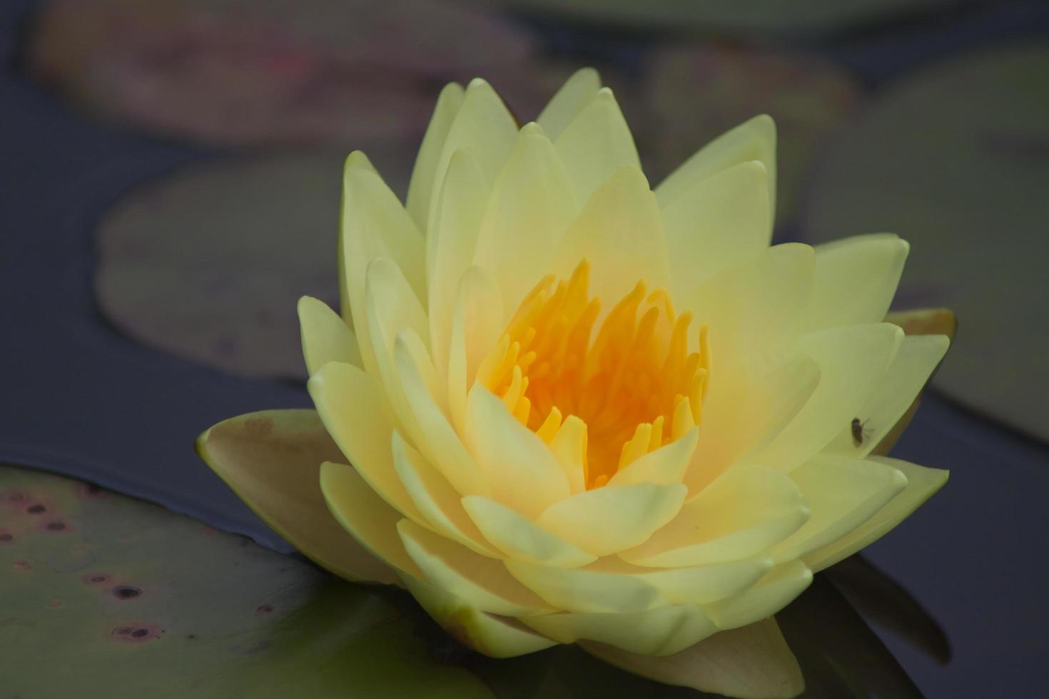 Lotus Blume, Wasser Lilie foto