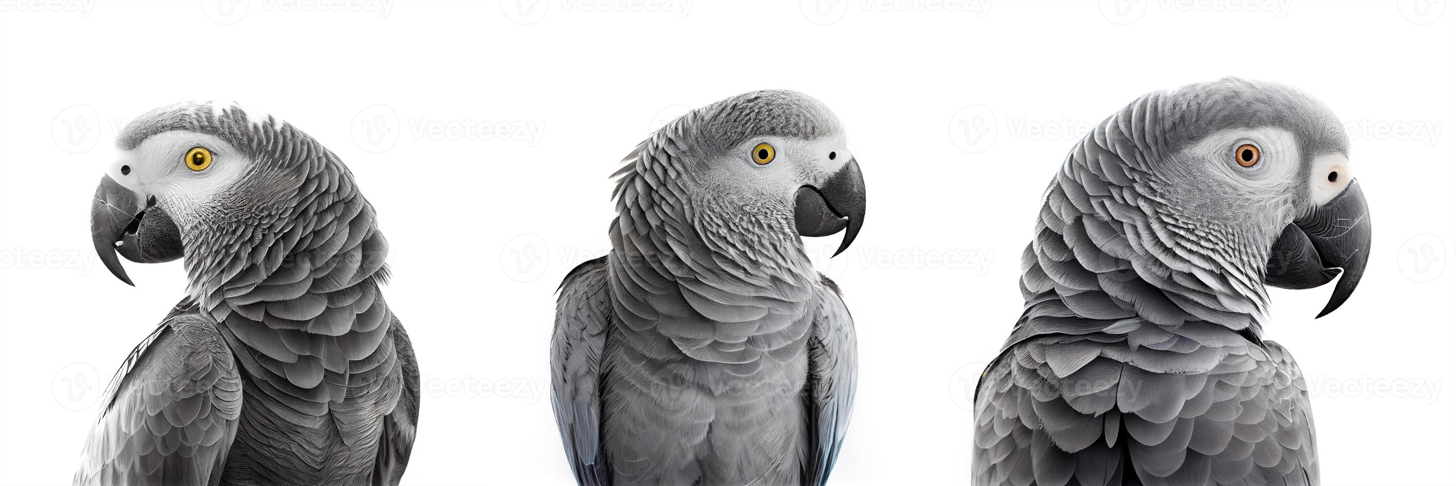 afrikanisch grau Papagei auf Weiß Hintergrund foto