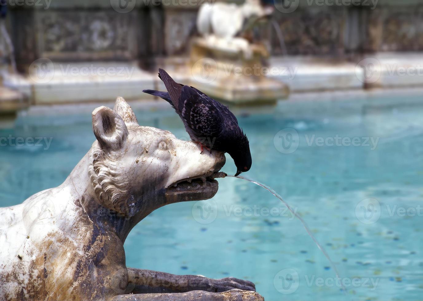 durstig Taube im Rom, Italien foto