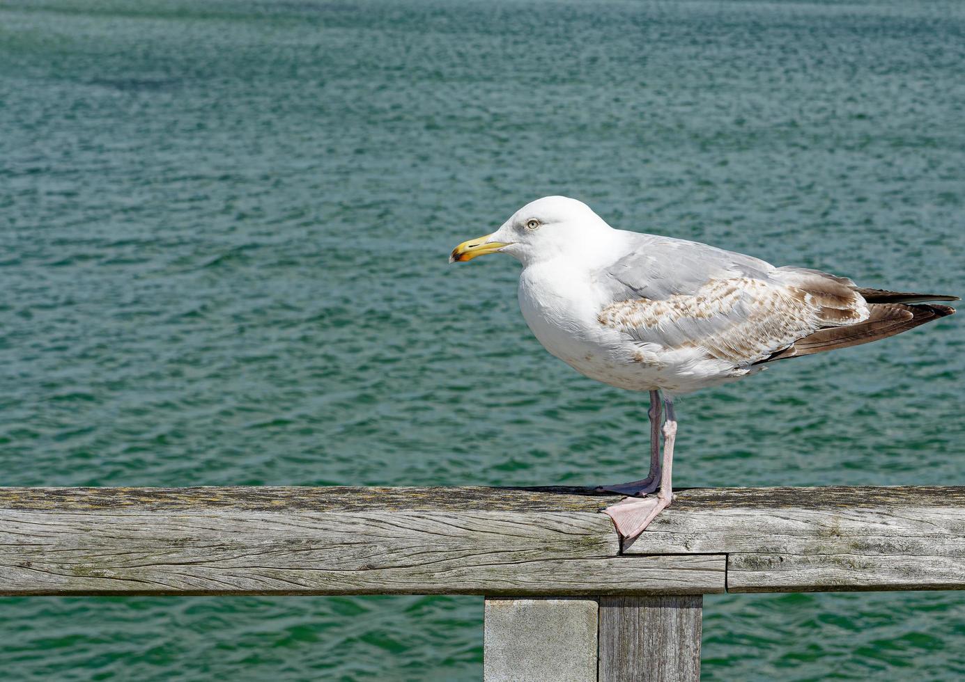 Sommer- beim baltisch Meer, Schleswig-Holstein, Deutschland foto