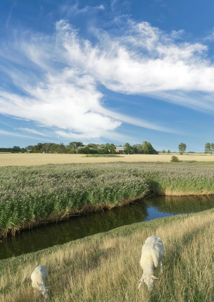 landwirtschaftlich Ackerland auf fehmarn beim baltisch Meer, Deutschland foto