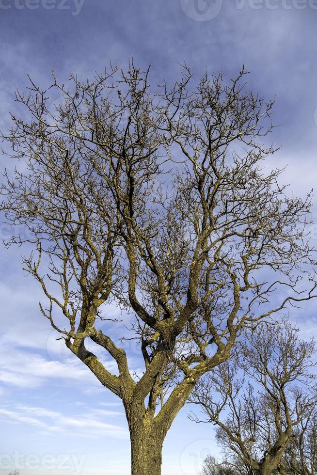 trocken Baum mit Geäst foto