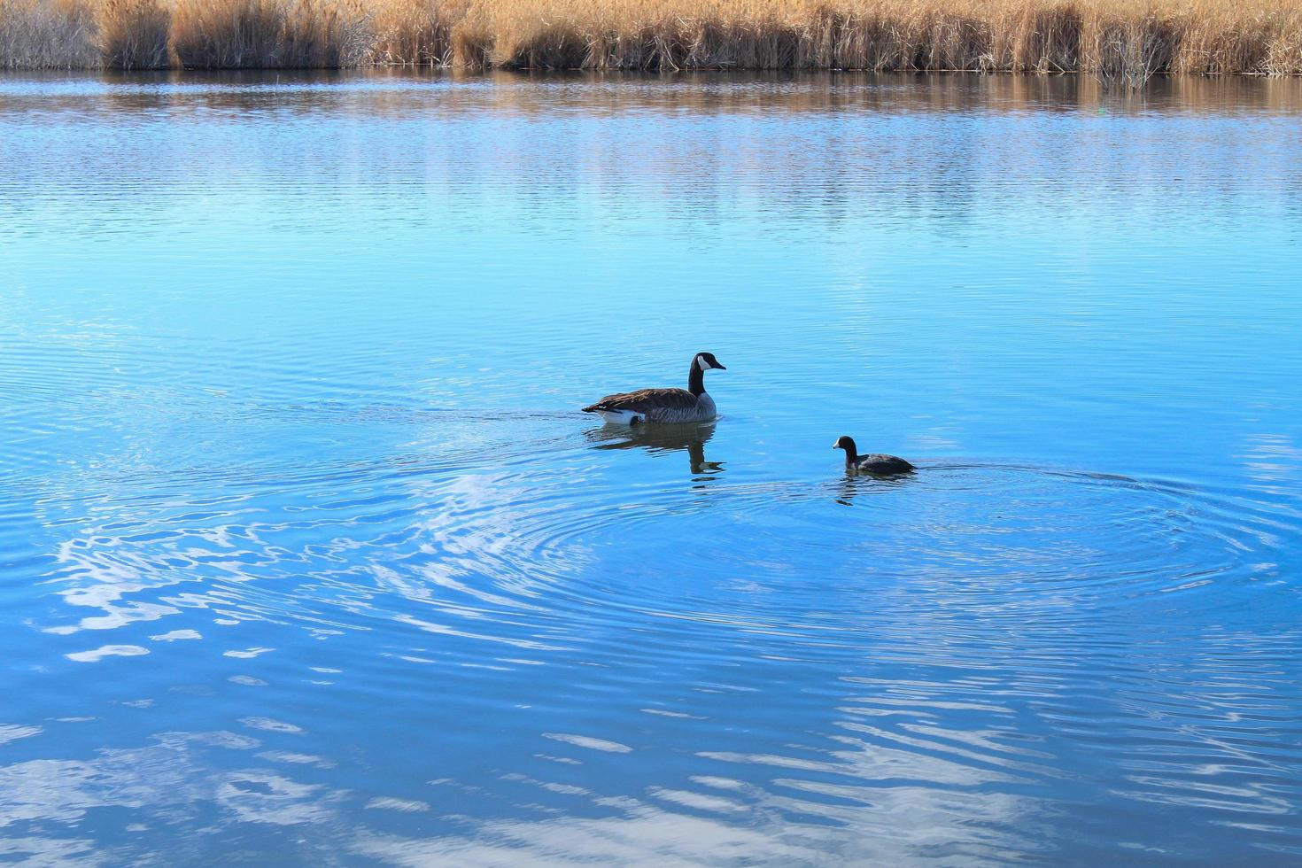 Kanadische Ente und Gallinule Vogel im See foto