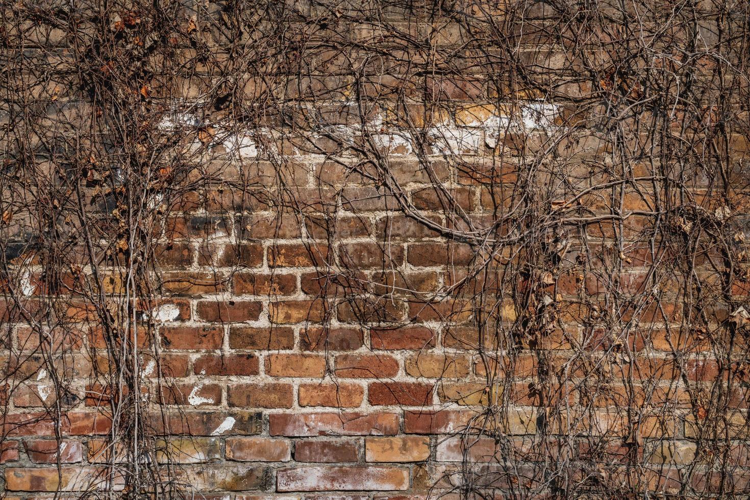 gealterte rote Backsteinmauer einer alten Fabrik foto