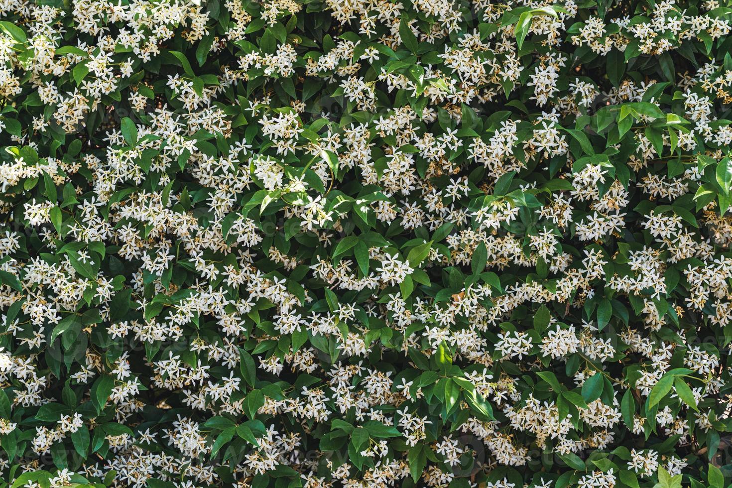 weiße Blüten zwischen grünen Blättern von Sternjasmin foto