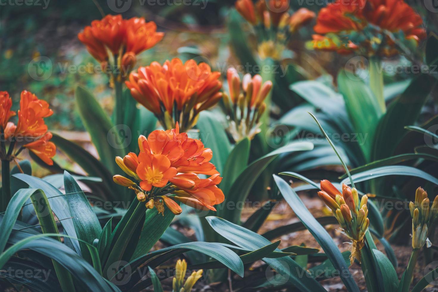 Blüten und Knospen der Buschlilie foto