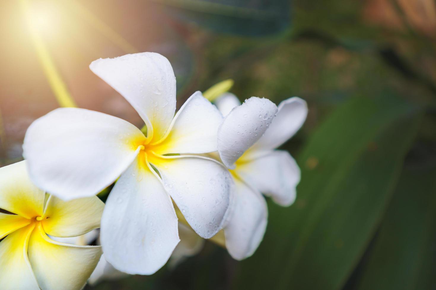 weiße Plumeria-Blüten foto