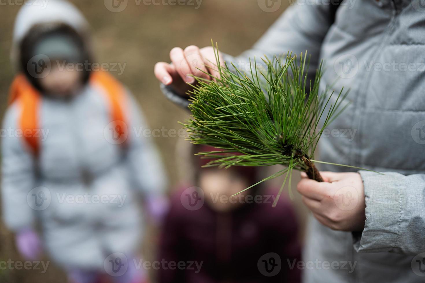 Mutter zeigt an ein Nadelbaum Ast zu das Mädchen im Wald. foto