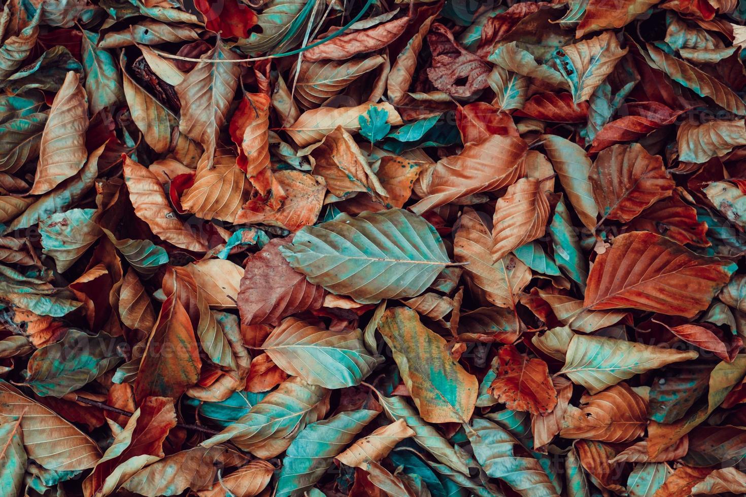 trockene Blätter auf dem Boden in der Herbstsaison foto