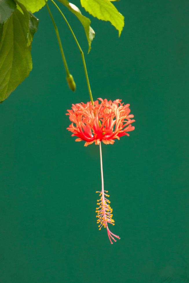 Hibiskusblüte im Garten foto