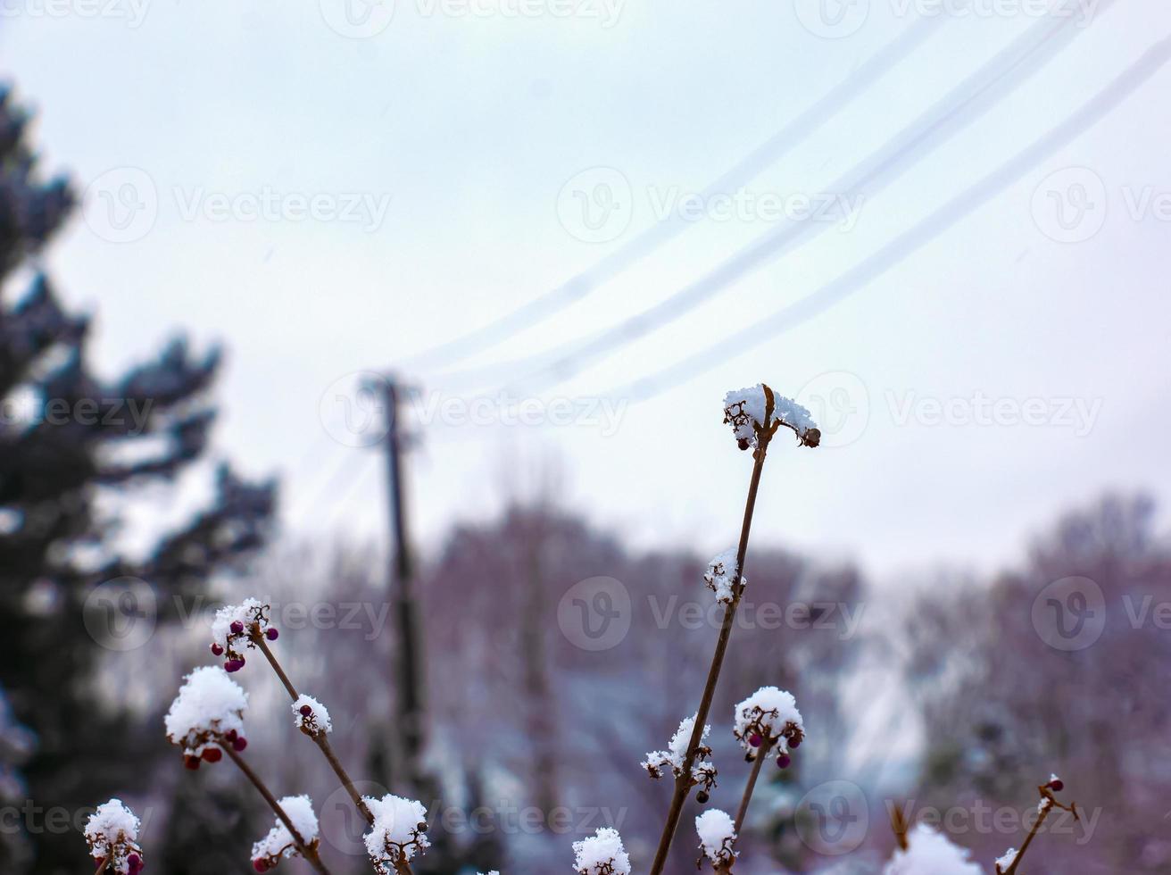 klein Cluster Gruppe von lila japanisch Beautyberry Callicarpa japonika. Obst Ball auf trocken braun Verbreitung dünn Stock Ast von Pflanze Busch mit Winter Schnee. foto