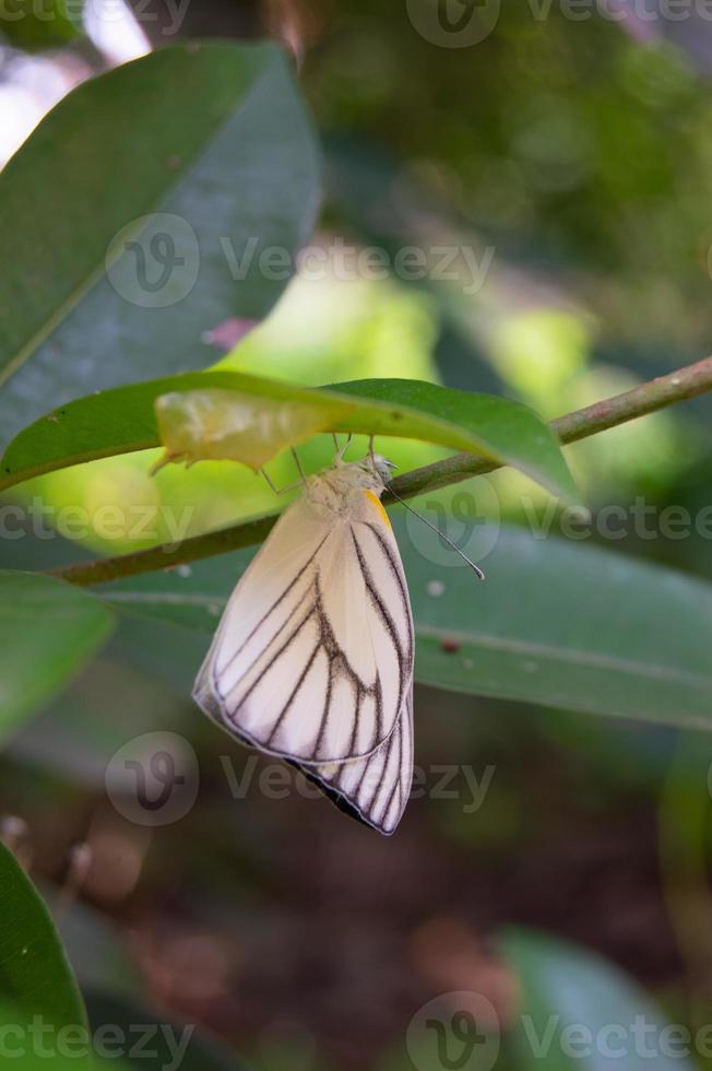 Appias Olferna Schmetterling thront auf das Gras foto