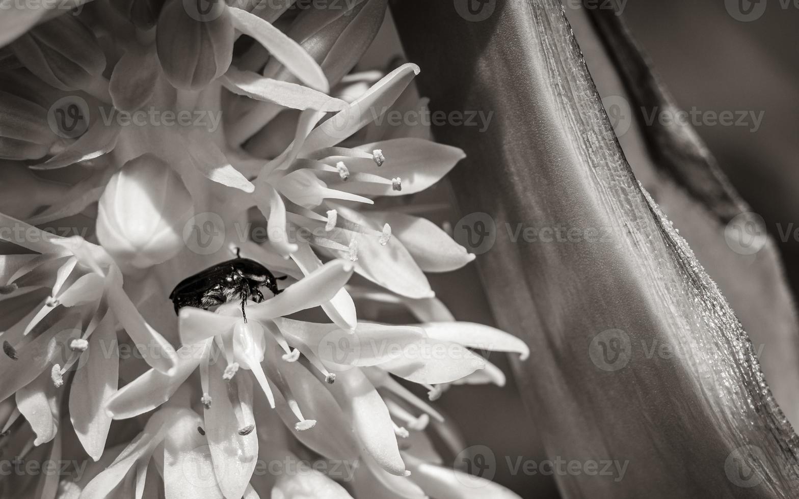 schwarzer afrikanischer käfer in gelben blumen blühen. foto