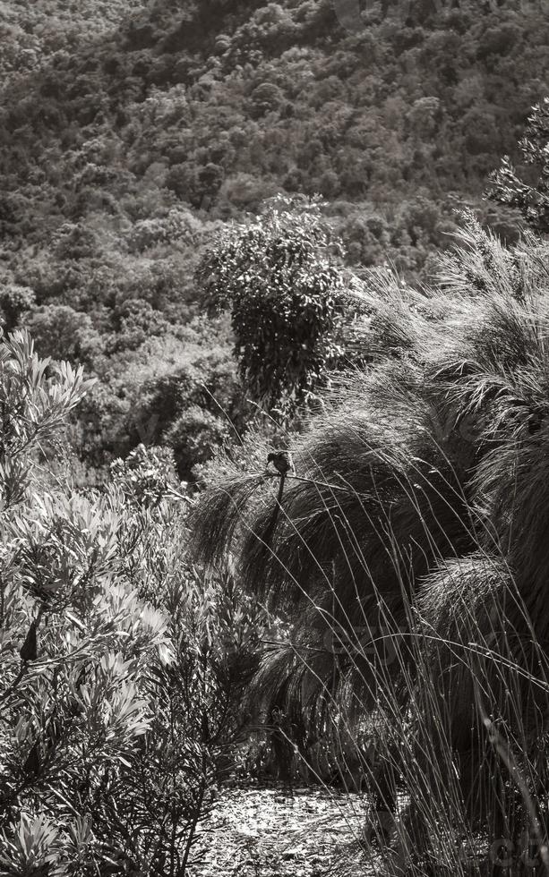 Cape Sugarbird sitzt auf Pflanzen Blumen, Kirstenbosch. foto