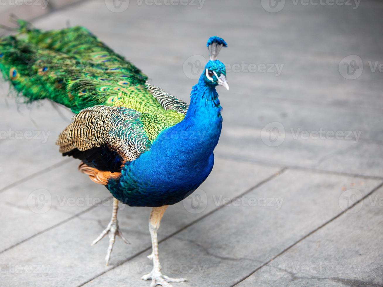 männlich Pfau stolzieren entlang foto