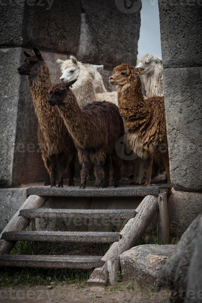 Gruppe von Alpakas foto