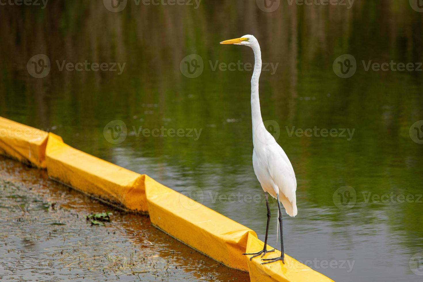 Porträt von Reiher auf Öl Barriere foto