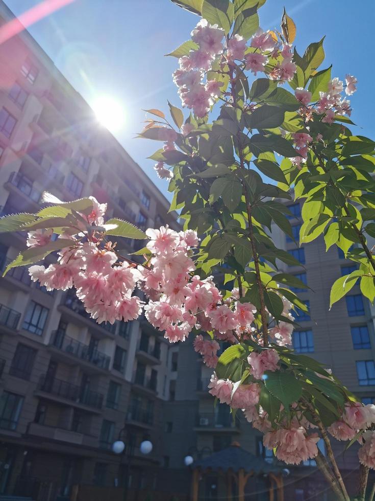 Blühen Sakura im Frühling foto