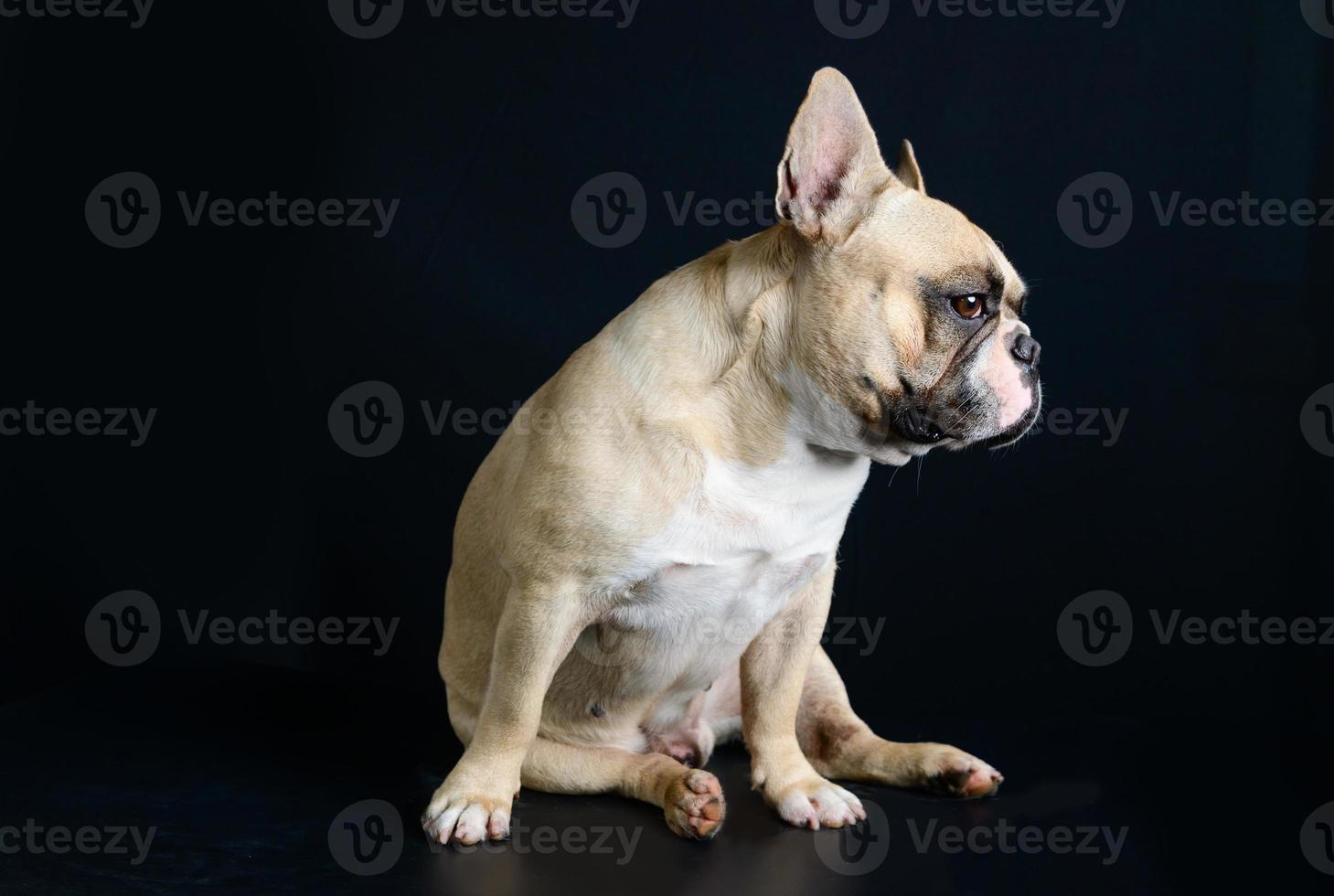 Französisch Bulldogge ist Sitzung auf schwarz Hintergrund foto