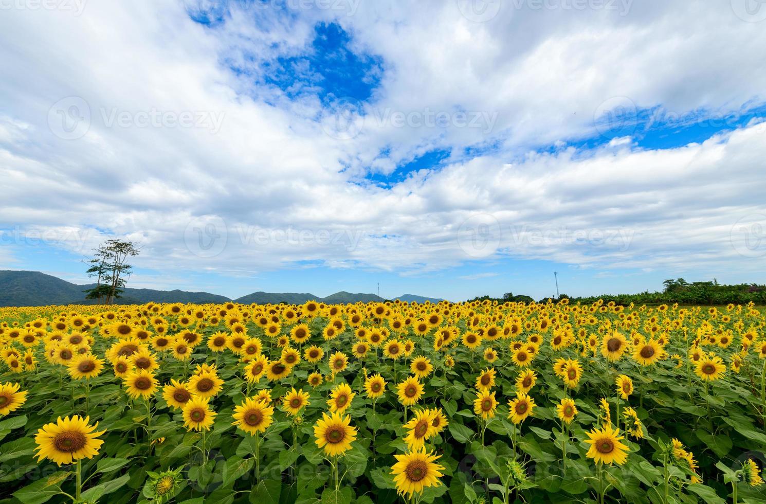 schön Sonnenblume Blume Blühen im Sonnenblumen Feld. foto