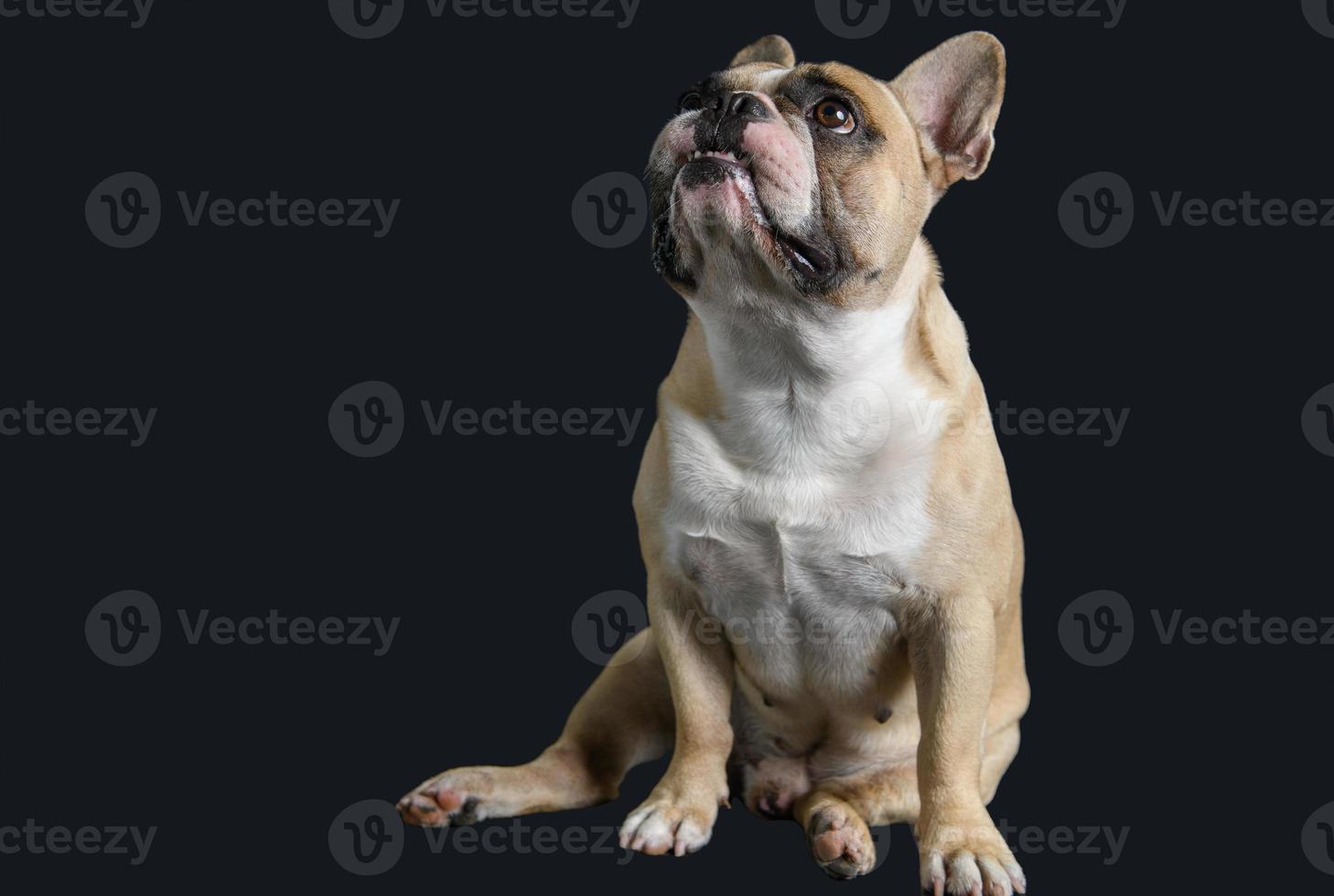 Französisch Bulldogge aussehen auf oben und hungrig isoliert auf schwarz Hintergrund, foto