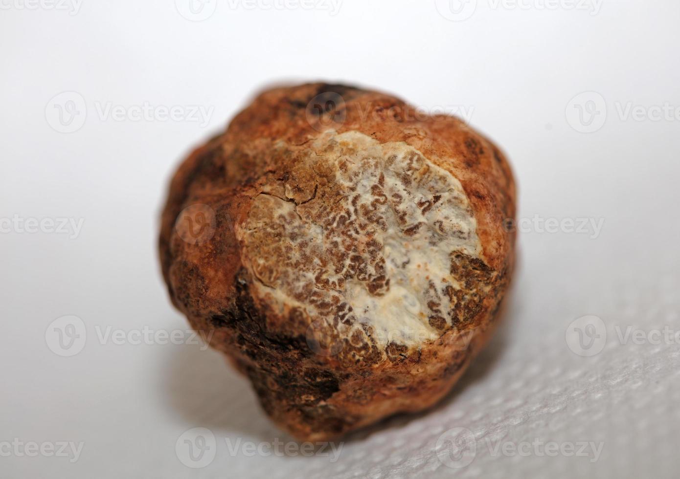 Weiß Trüffel Pilz schließen oben Hintergrund botanisch druckt Knolle magnatum Familie tuberaceae groß Größe hoch Qualität Bild foto
