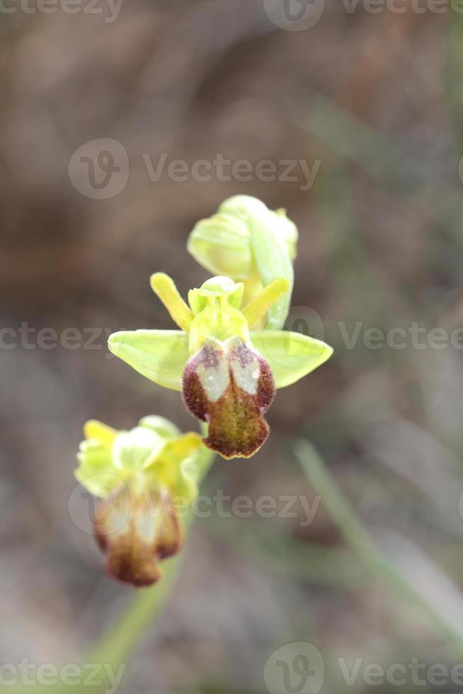 wild Orchidee Blume blühen schließen oben botanisch Hintergrund ophrys fusca Familie Orchidaceae hoch Qualität groß Größe drucken foto