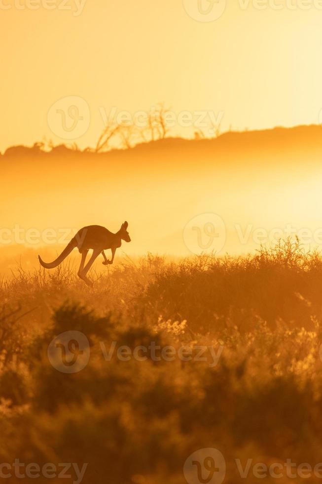 Känguru mit ein Sonnenaufgang Hintergrund im Australien Hinterland, Silhouette Känguru Springen im das Busch mit Morgen Sonnenaufgang Hintergrund. foto