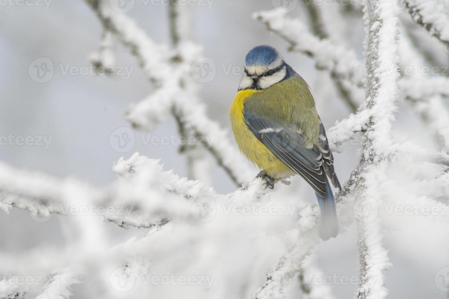 Blau tit sitzt auf schneebedeckt Geäst im kalt Winter Zeit foto