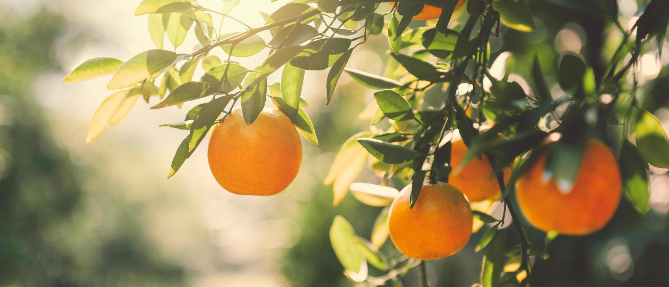 frisch Orangen auf Baum im Bauernhof Das sind Über zu Ernte mit Sonnenschein foto