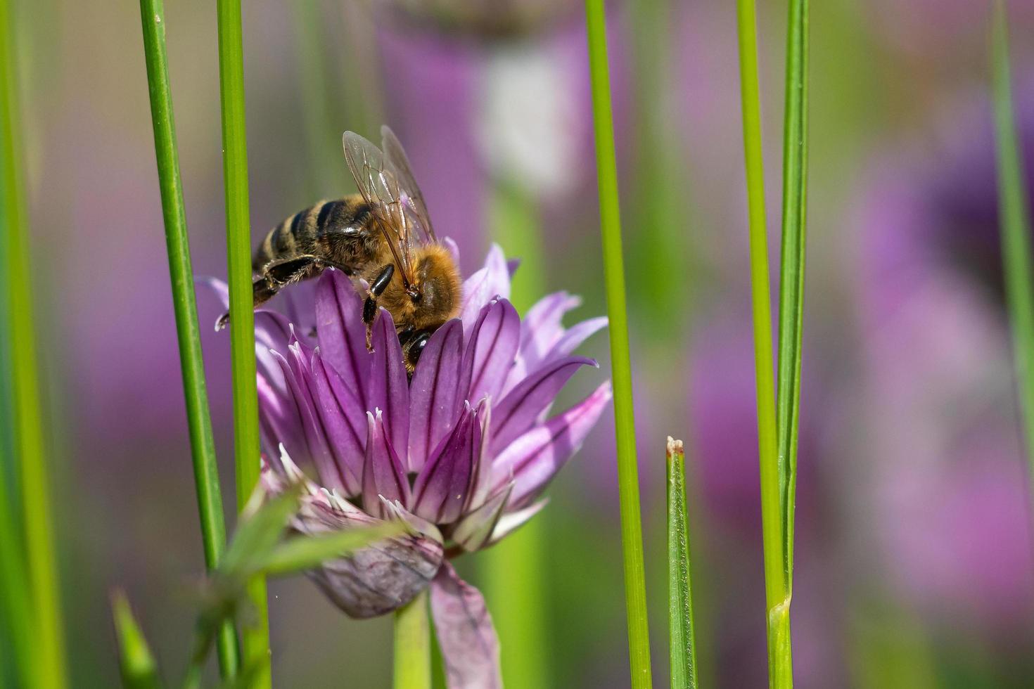 Honig Biene Sammeln Nektar von Schnittlauch Pflanze Blüte. foto