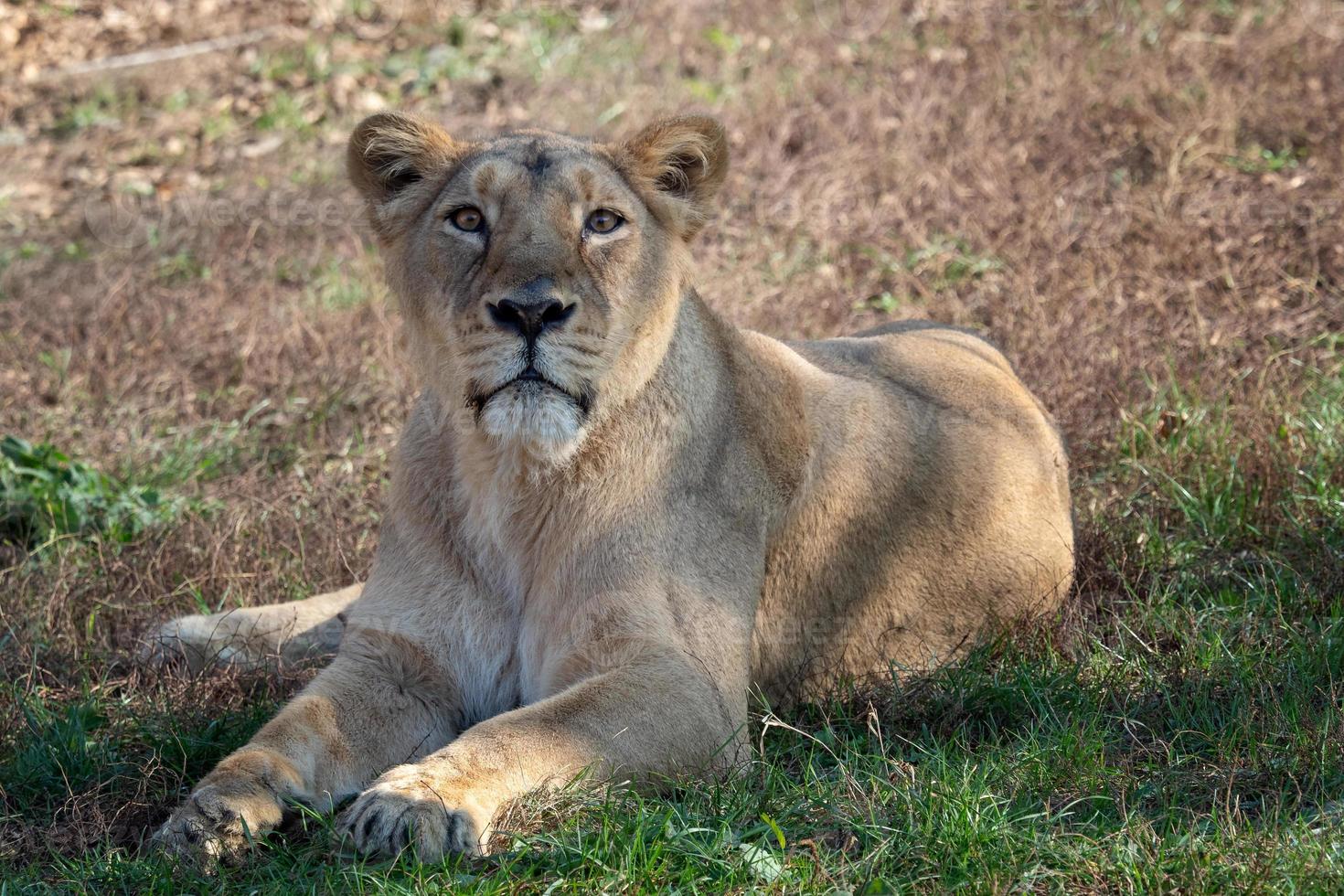 asiatisch Löwin. ein kritisch gefährdet Spezies. Panthera Löwe Persica foto