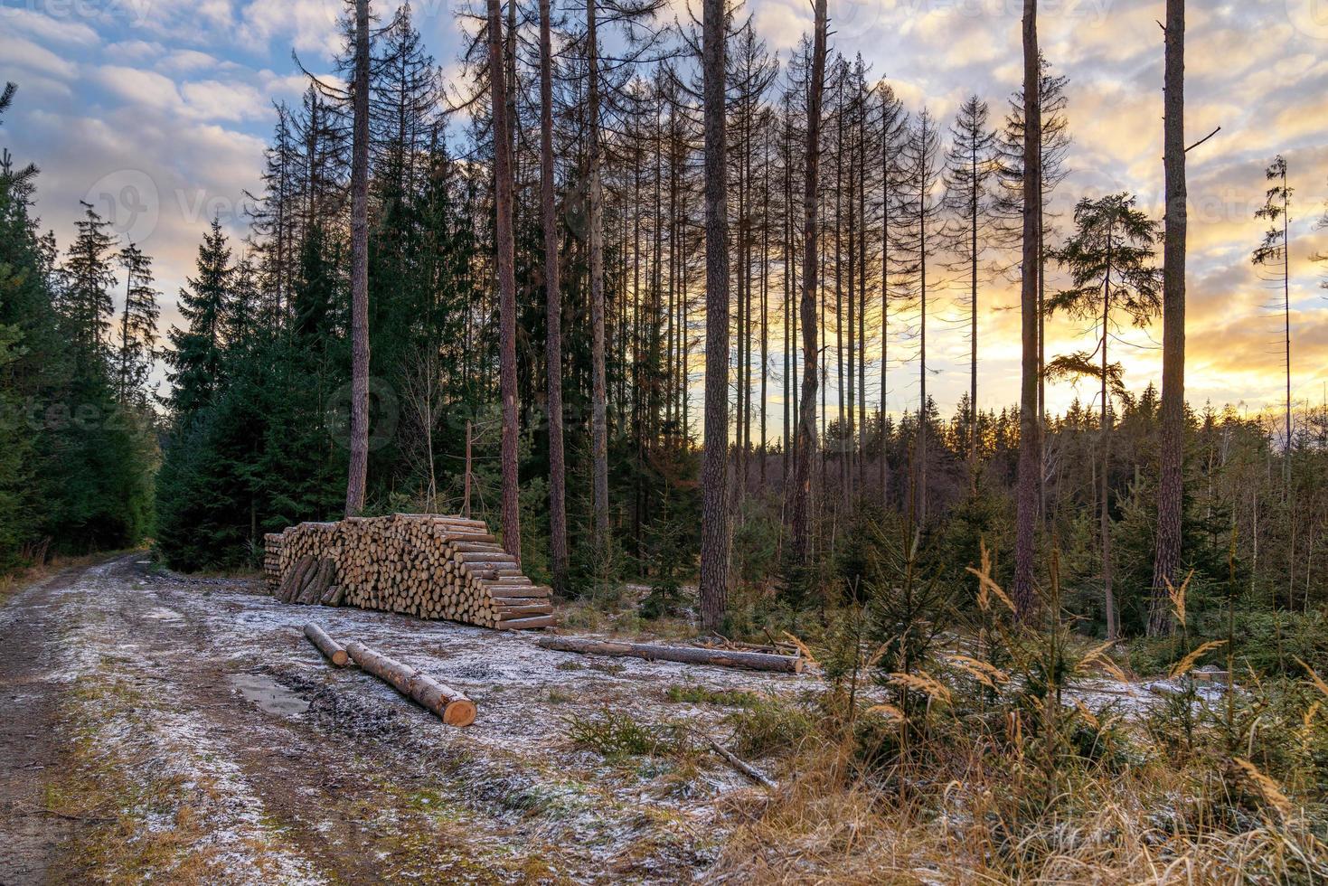 Wald Straße und ein Stapel von Holz. Abholzung von ein schön Wald. foto