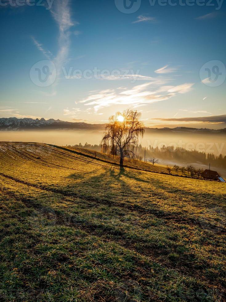 Baum auf emmental Weide während Sonnenuntergang foto