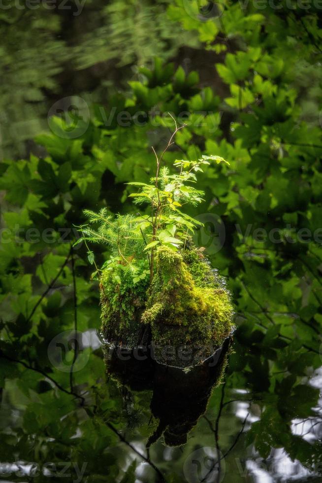 ein Pflanze Stehen im ein Teich von schwarz Wasser und reflektieren selbst foto