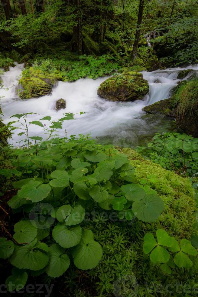 ein Strom umgeben durch Grün Pflanzen und Vegetation foto