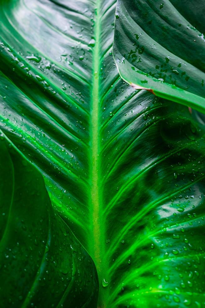 Detail der grünen Blätter foto