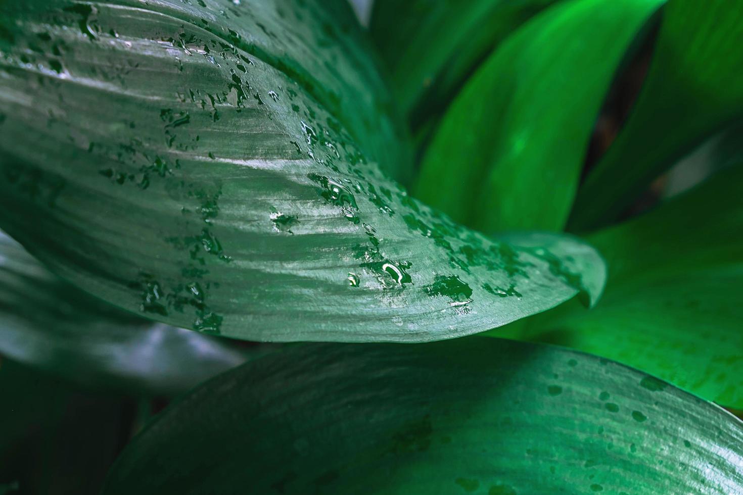 Detail der grünen Blätter foto