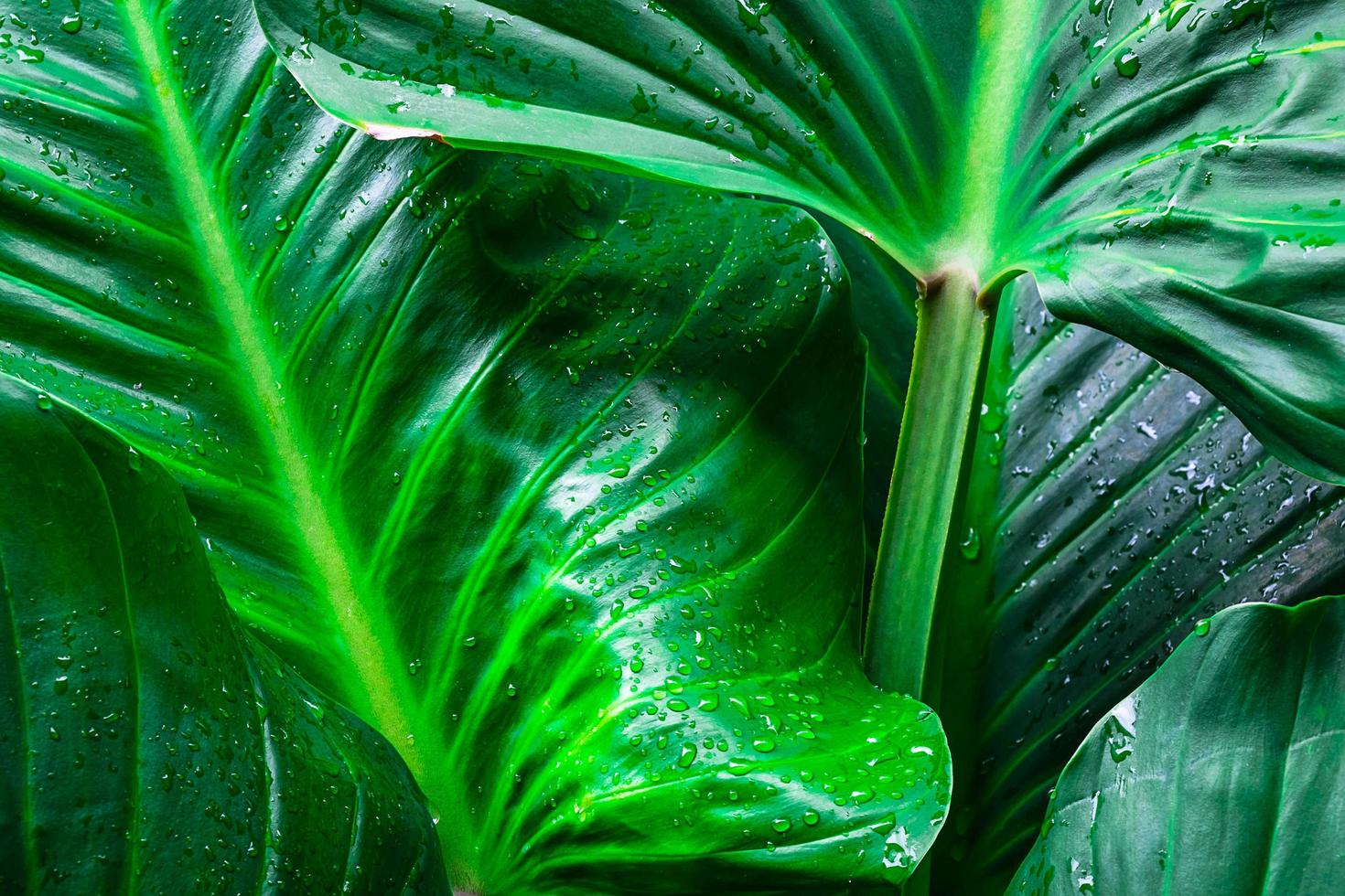 Detail der grünen Blätter foto