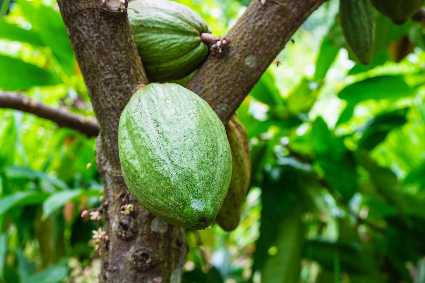 Kakaofrucht auf einem Ast des Baumes foto